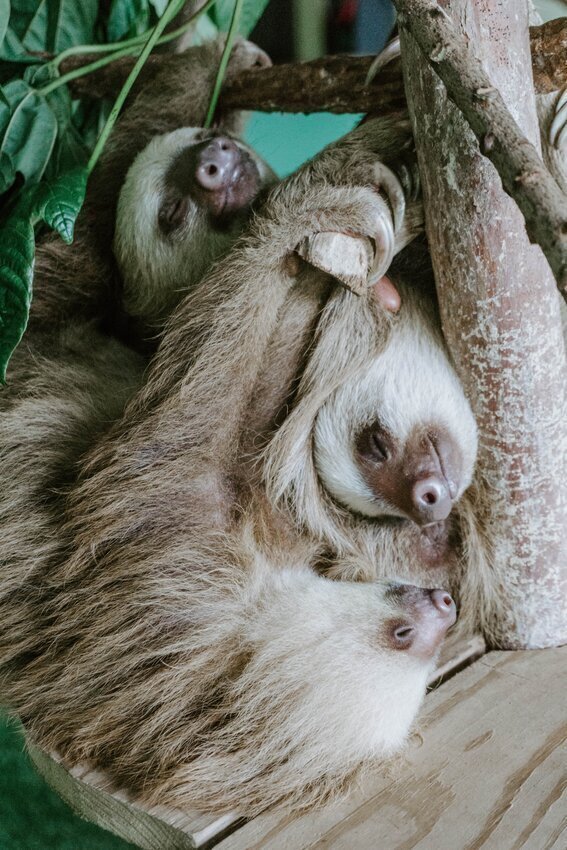 SLOTH SANCTUARY AND ECOLOGICAL EXHIBITIONS JWG | Gamboa Rainforest ...
